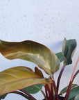 Philodendron Rojo Congo Folia House