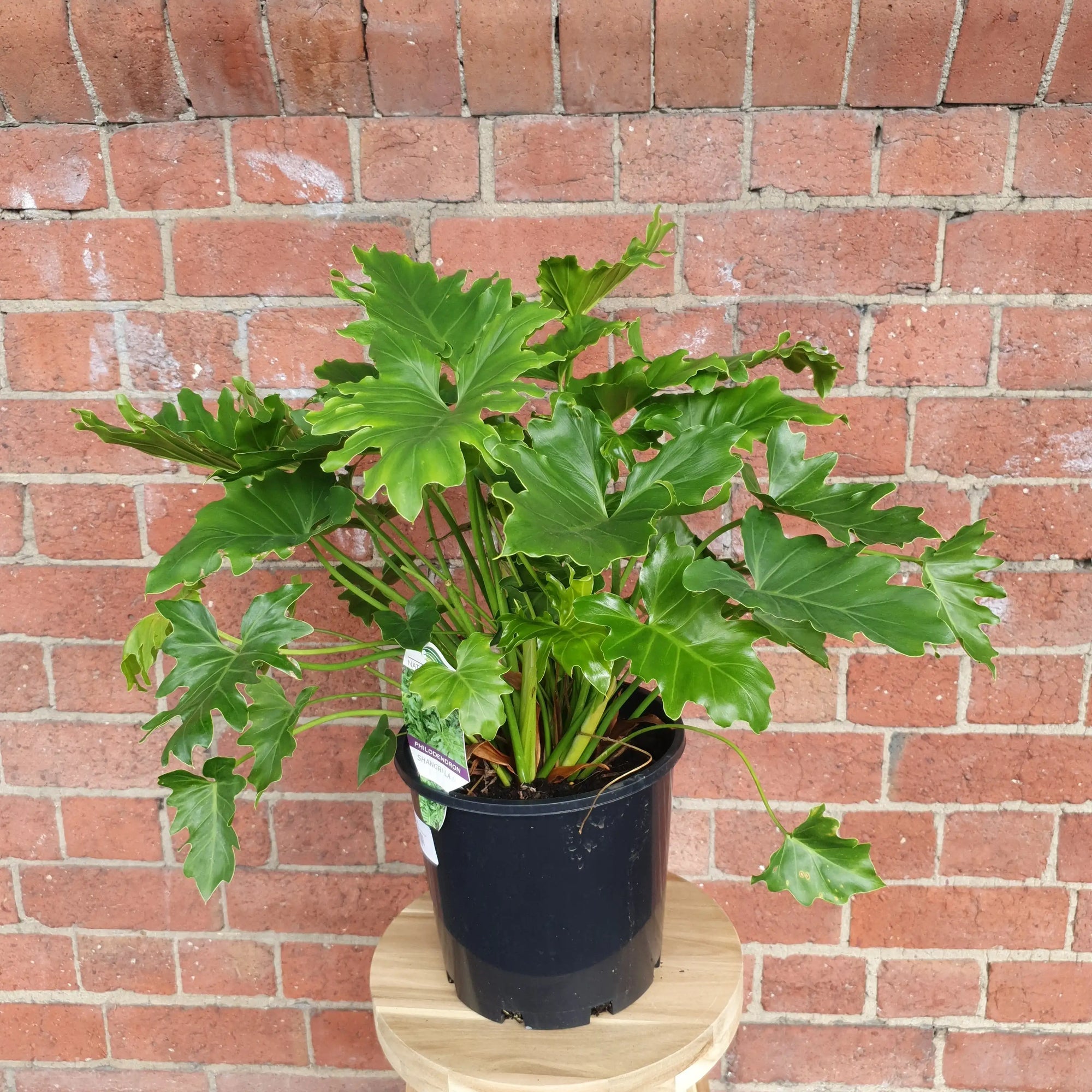 Philodendron Shangri-la - 20cm pot Folia House