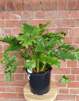Philodendron Shangri-la - 20cm pot Folia House