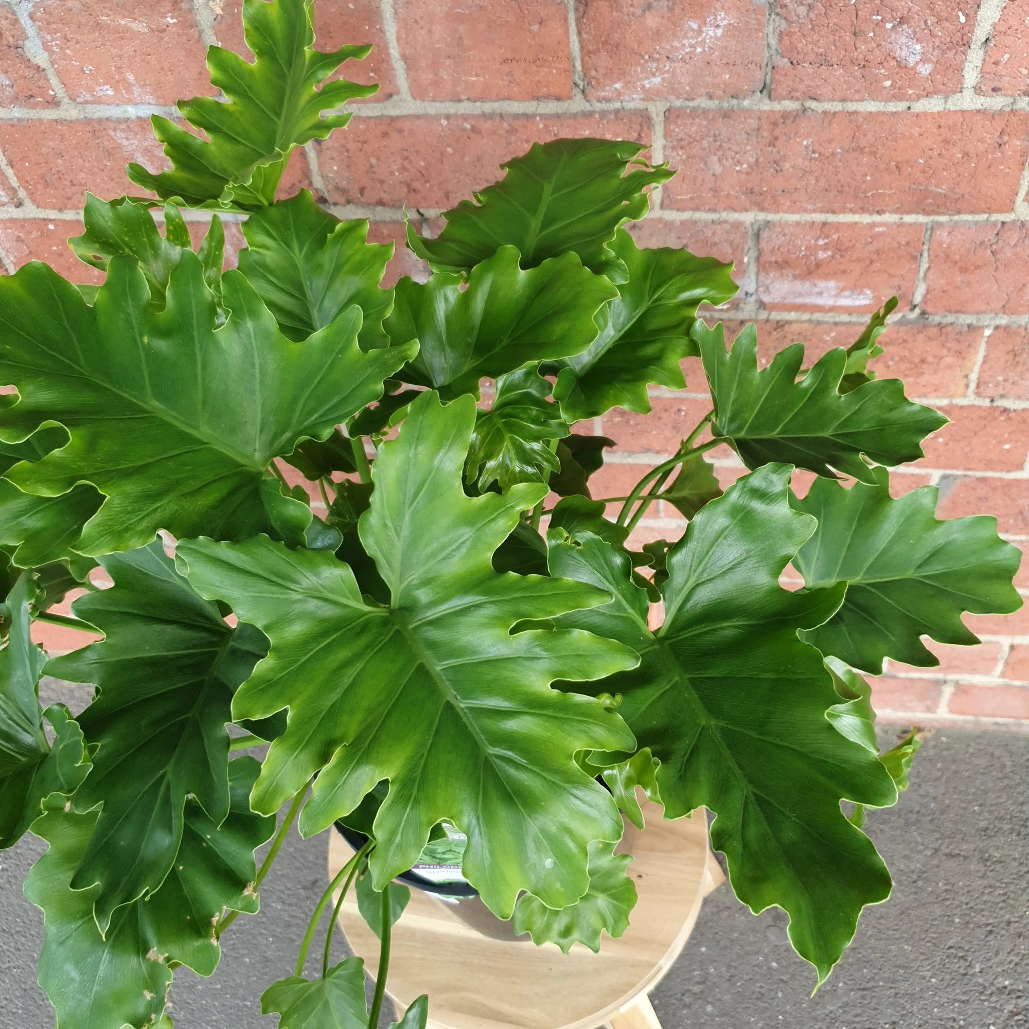 Philodendron Shangri-la - 20cm pot Folia House