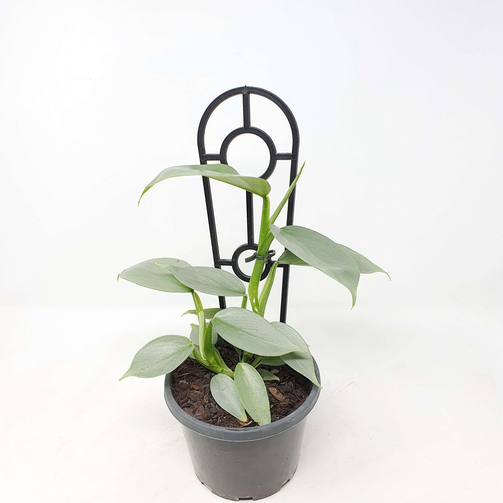 Philodendron Silver Sword - 13cm Pot Folia House
