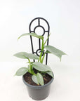 Philodendron Silver Sword - 13cm Pot Folia House