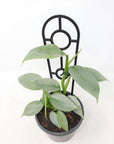 Philodendron Silver Sword - 13cm Pot Folia House