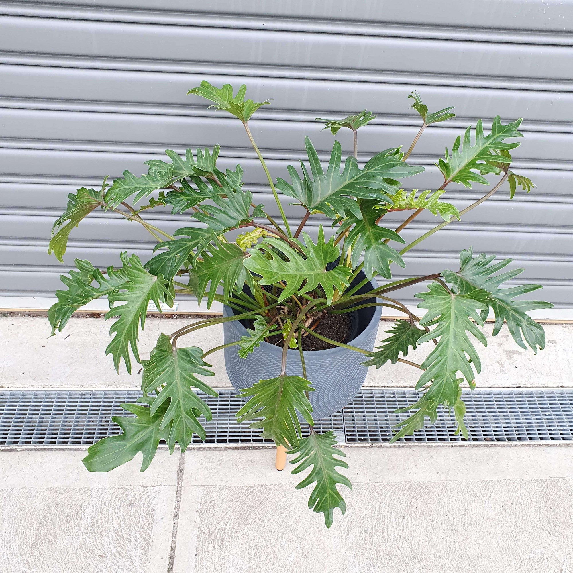 Philodendron Xanadu - 25cm Pot Folia House