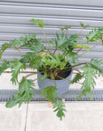 Philodendron Xanadu - 25cm Pot Folia House