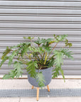 Philodendron Xanadu - 25cm Pot Folia House