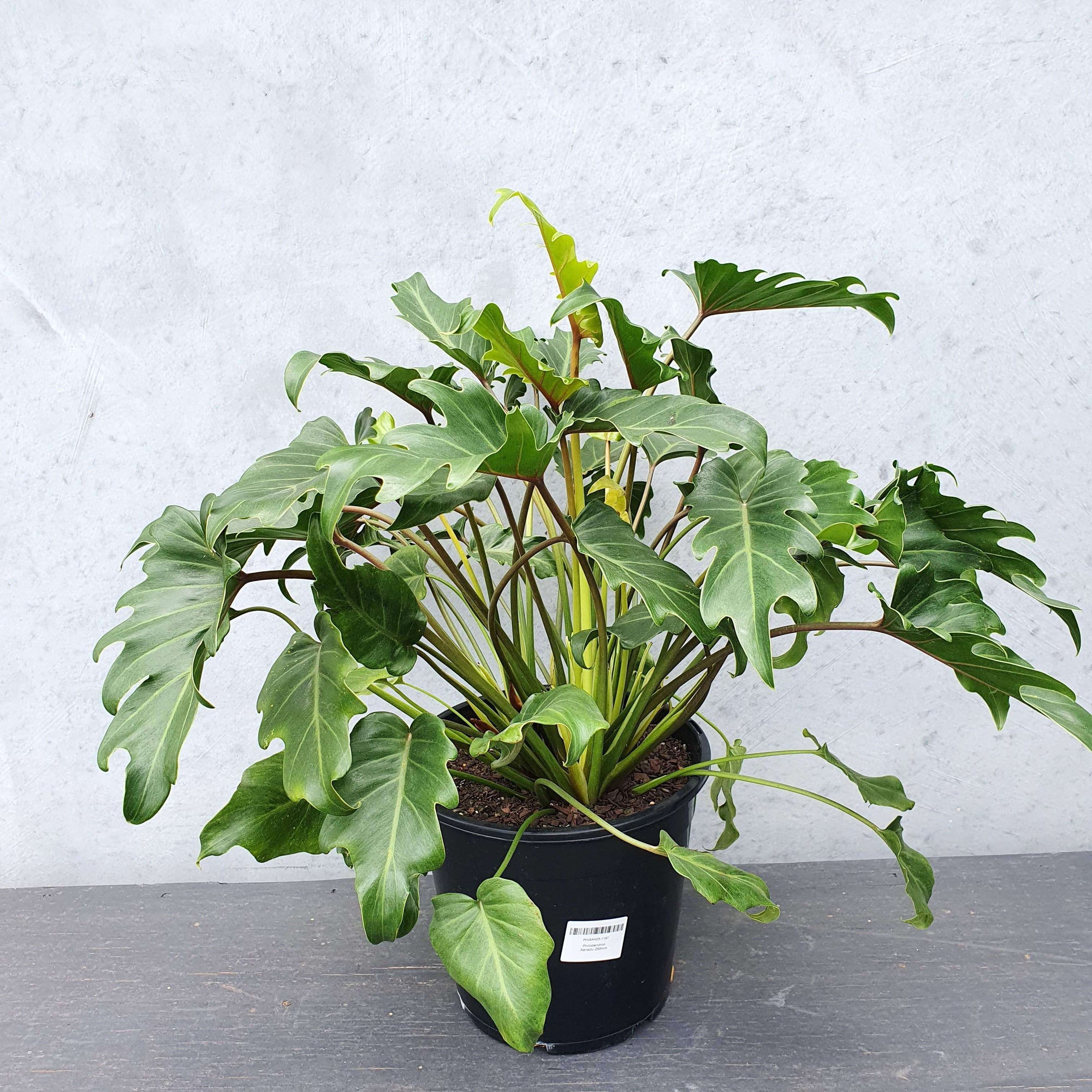 Philodendron Xanadu - 25cm Pot Folia House