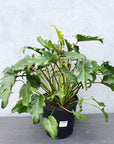Philodendron Xanadu - 25cm Pot Folia House