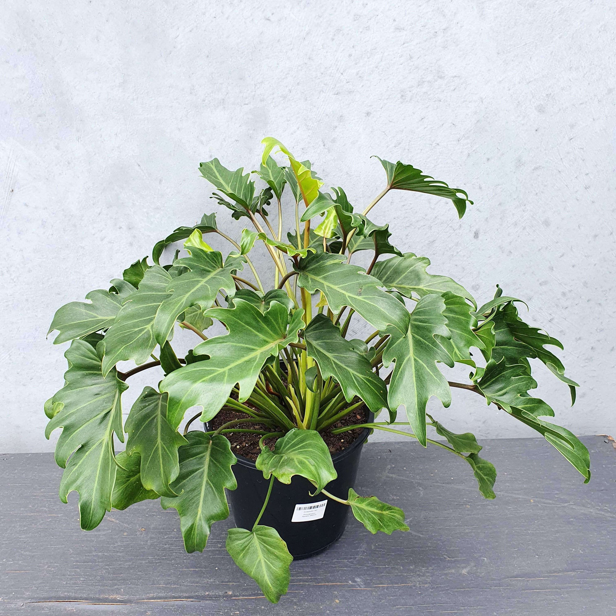 Philodendron Xanadu - 25cm Pot Folia House