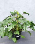 Philodendron Xanadu - 25cm Pot Folia House