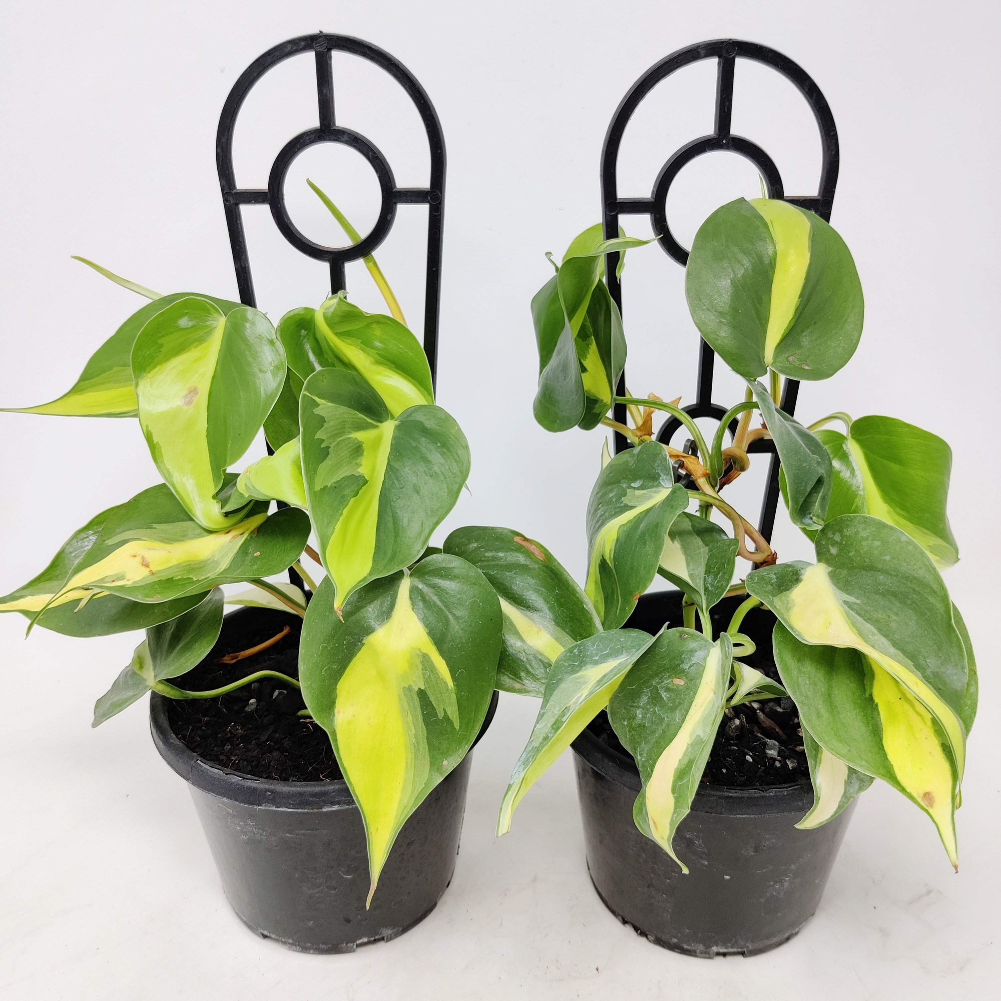 Philodendron brasil  Philodendron hederaceum - with ladder Folia House