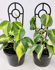 Philodendron brasil  Philodendron hederaceum - with ladder Folia House