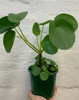 Pilea Peperomiodes (The Chinese Money Plant) - 13cm Pot - Advanced stock Folia House