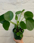 Pilea Peperomiodes (The Chinese Money Plant) - 13cm Pot - Advanced stock Folia House