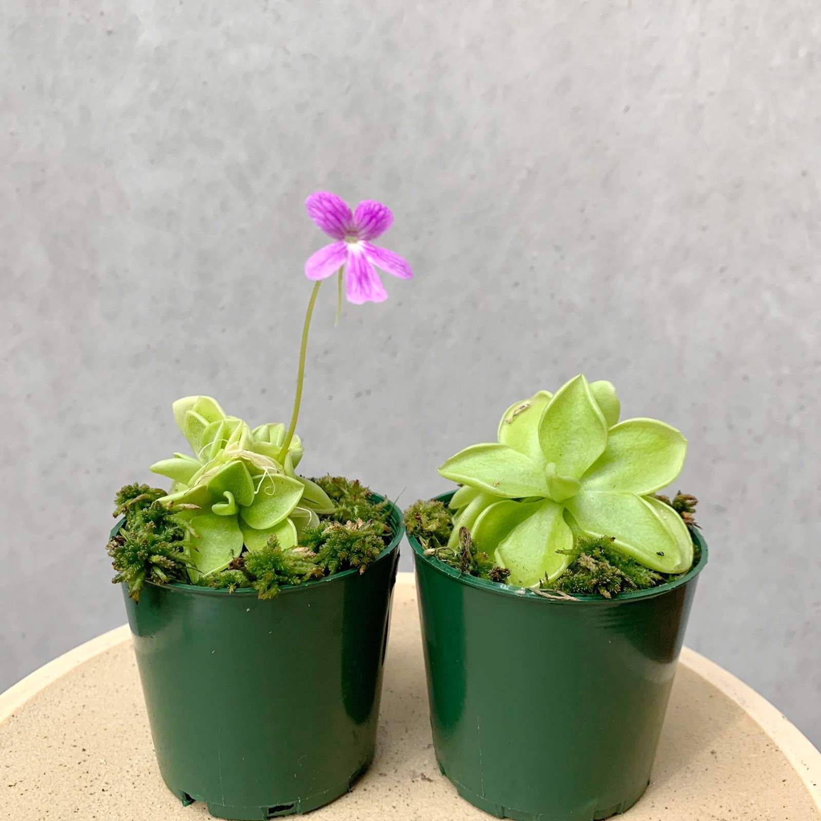 Pinguicula Emarginata x 'Weser' Folia House