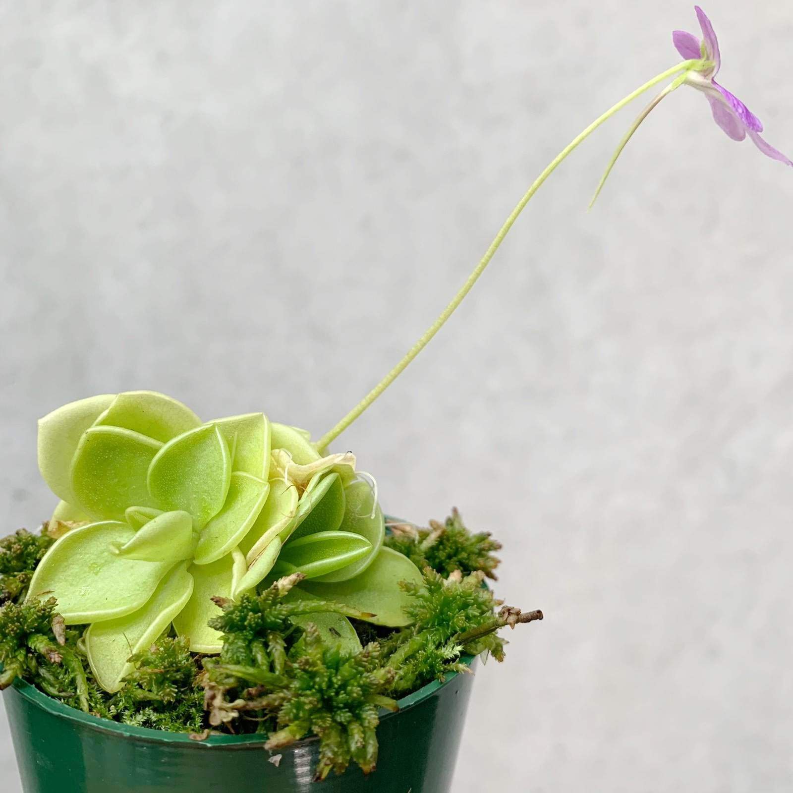Pinguicula Emarginata x 'Weser' Folia House