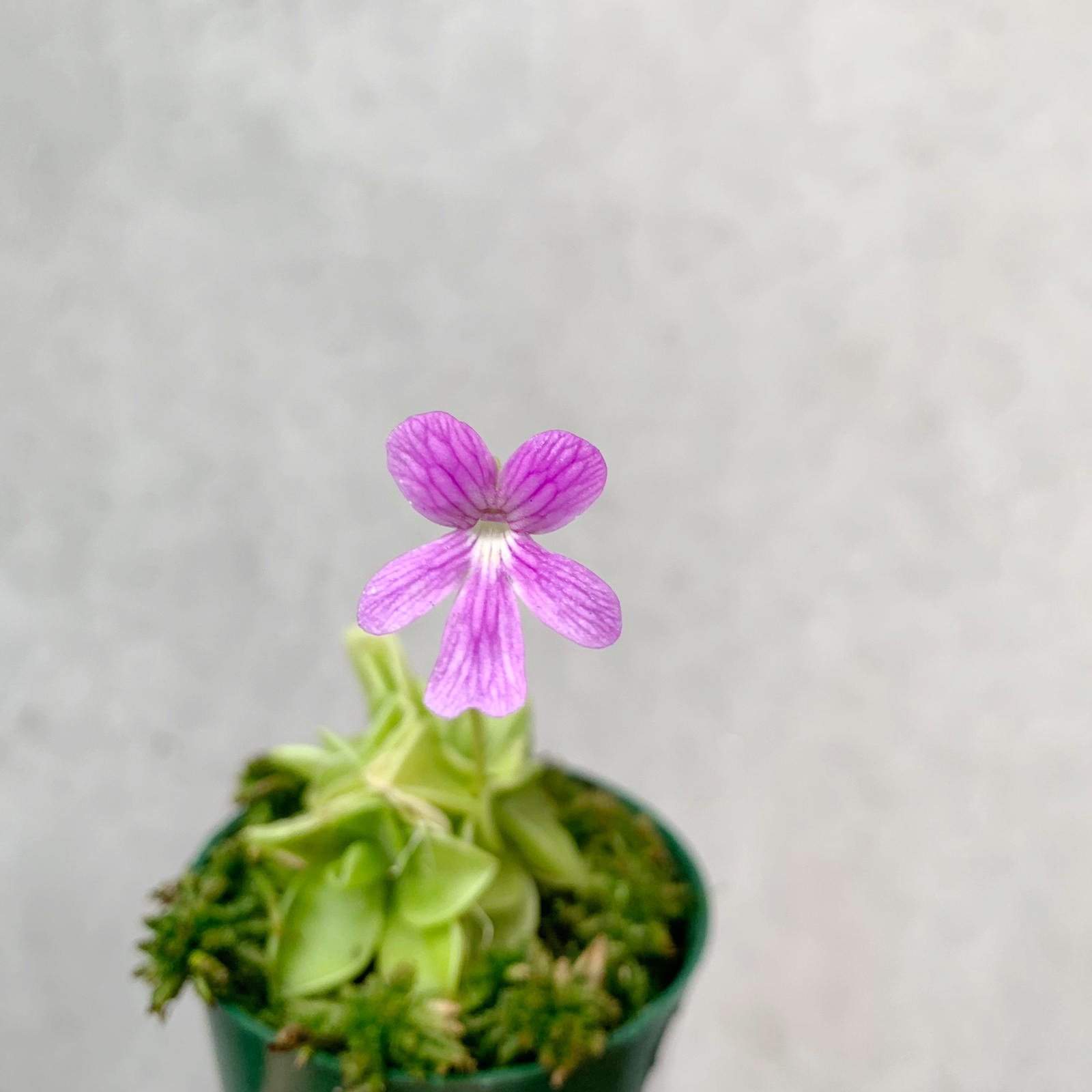 Pinguicula Emarginata x 'Weser' Folia House