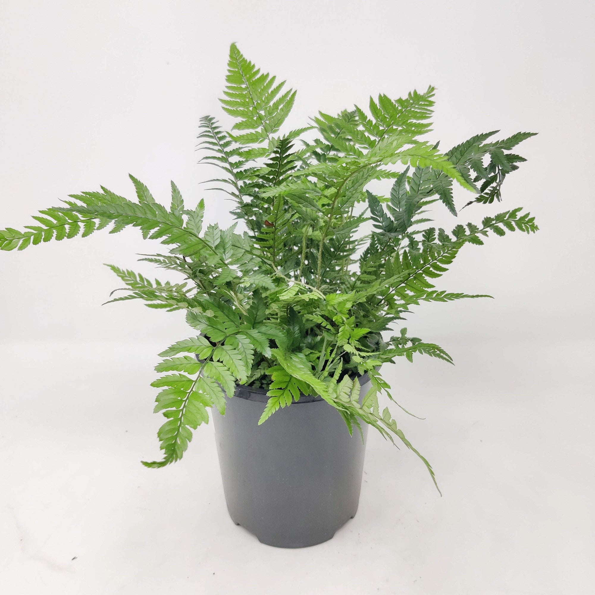 Polystichum Korean Rock Fern Folia House
