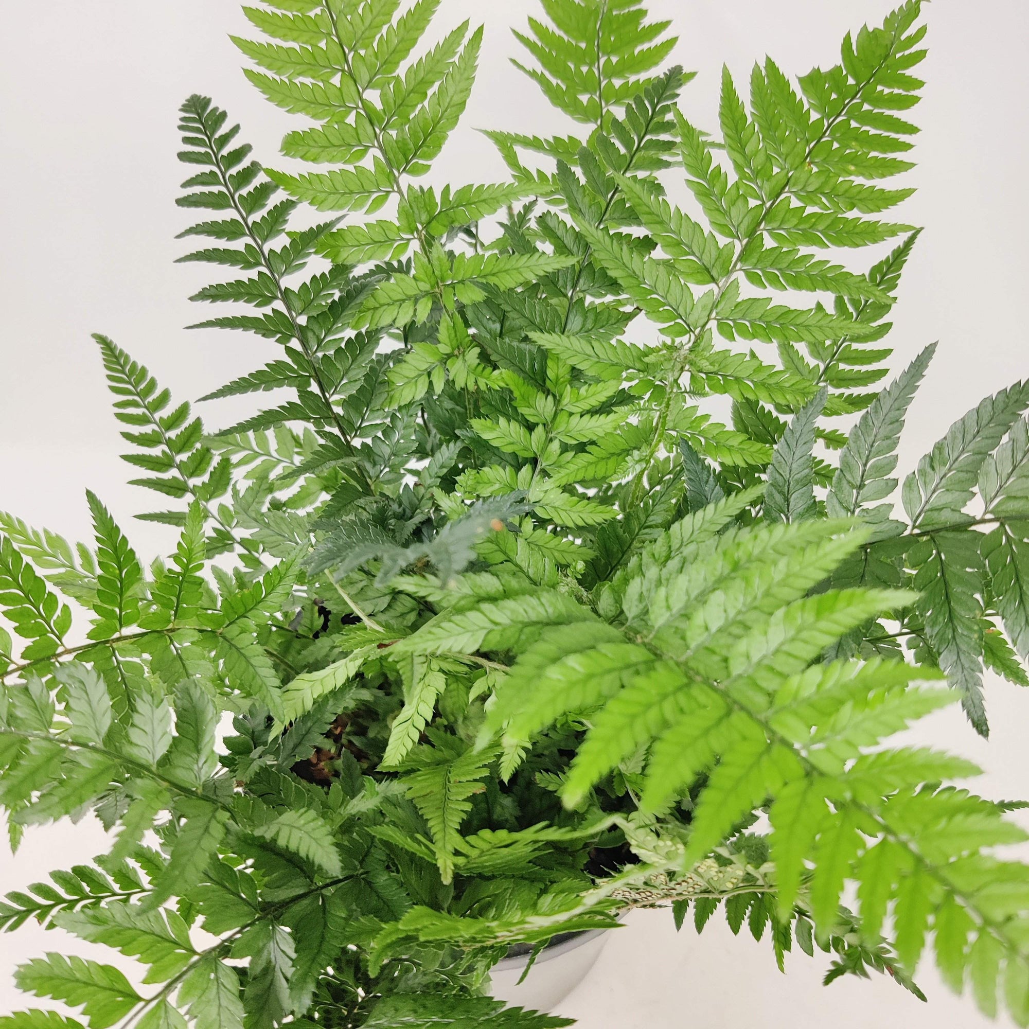 Polystichum Korean Rock Fern Folia House