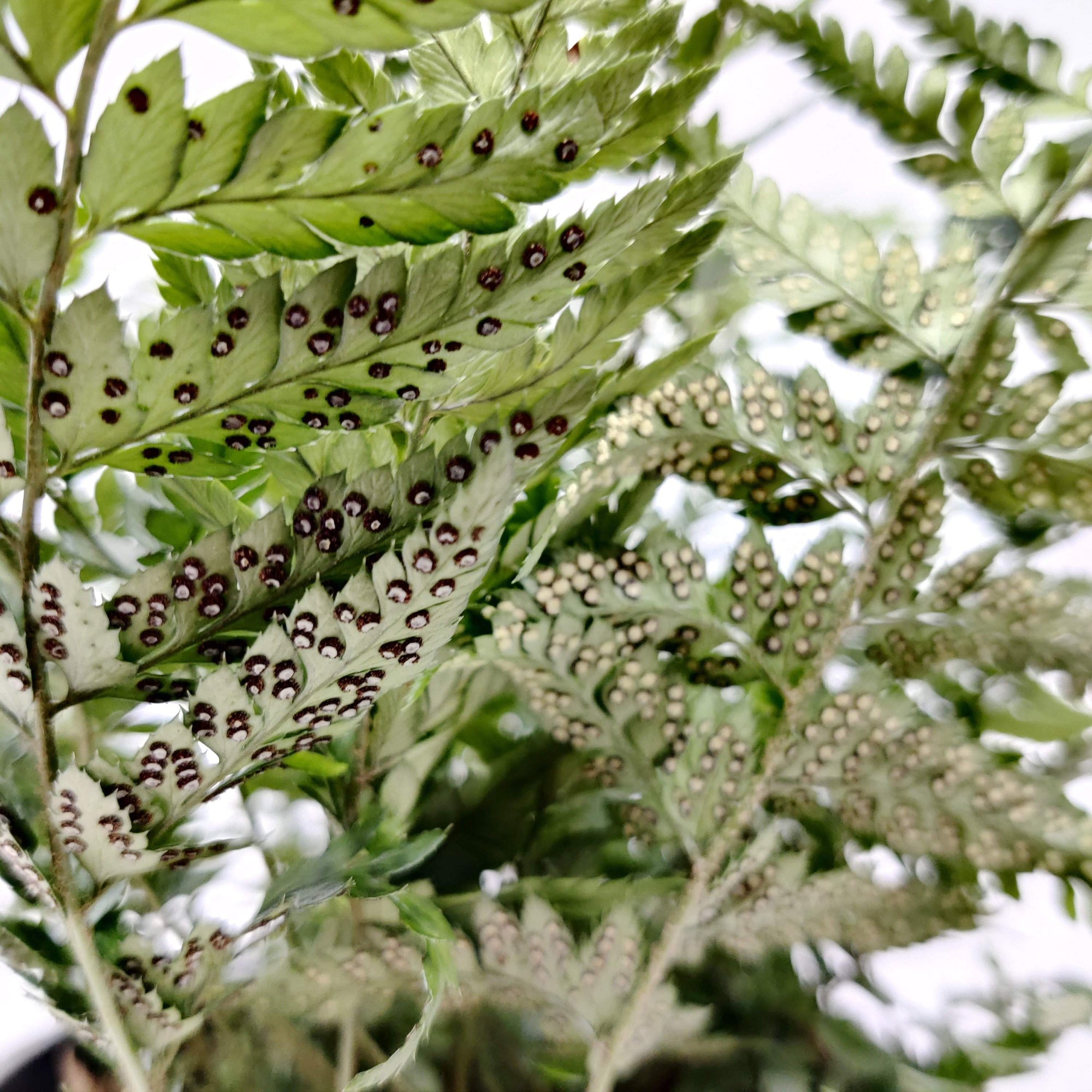 Polystichum Korean Rock Fern Folia House