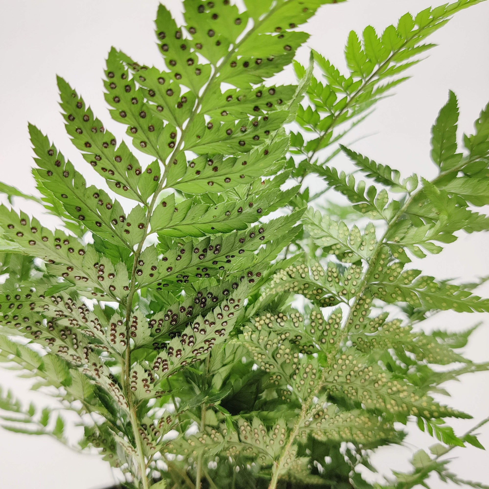 Polystichum Korean Rock Fern Folia House