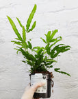 Pteris Albo-Lineata - 13cm pot Folia House