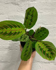 Red/Black Prayer plant (Maranta erythroneura) - 13cm Pot Folia House