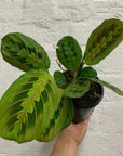Red/Black Prayer plant (Maranta erythroneura) - 13cm Pot Folia House