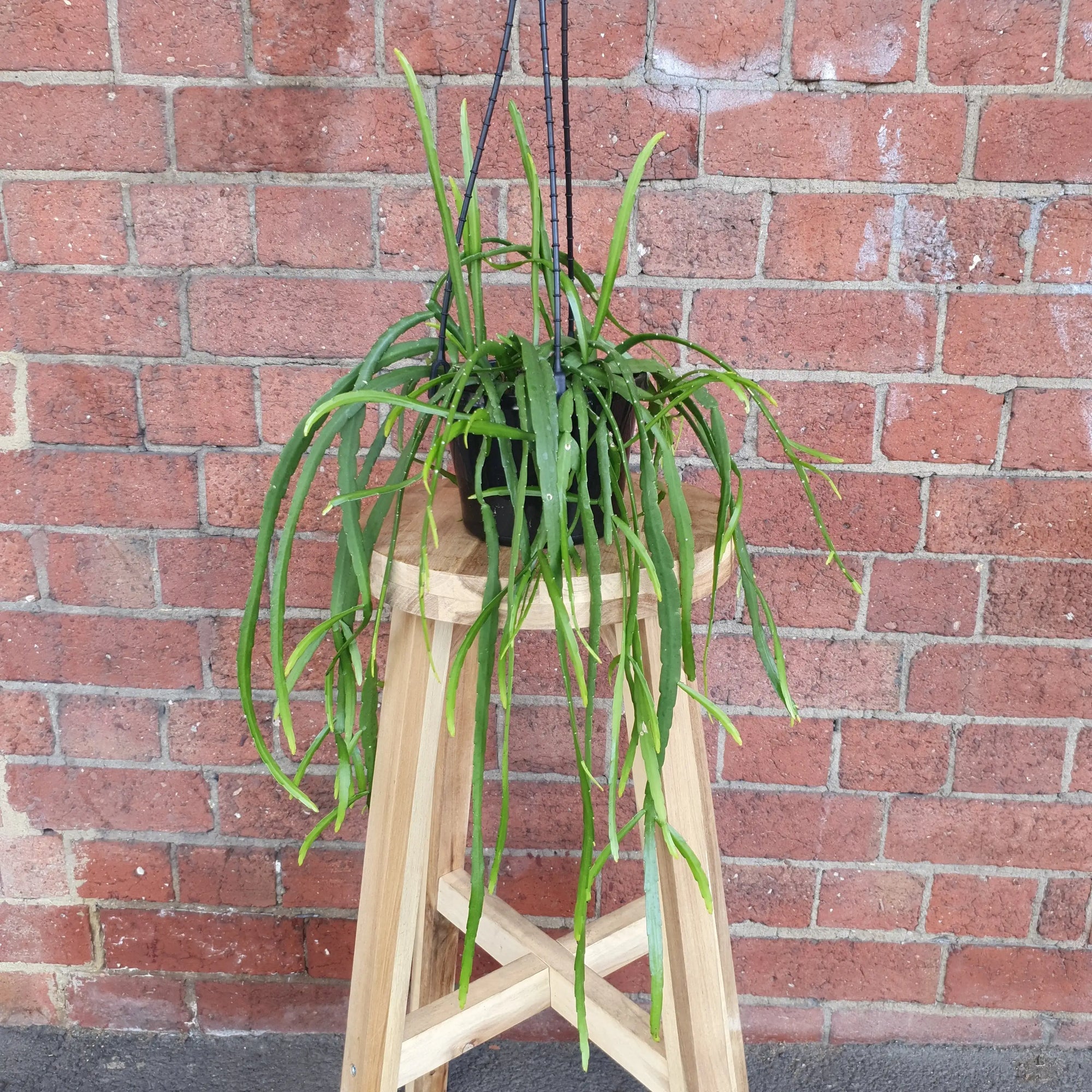 Rhipsalis -  Lepismium Bolivianum 15cm HB Folia House