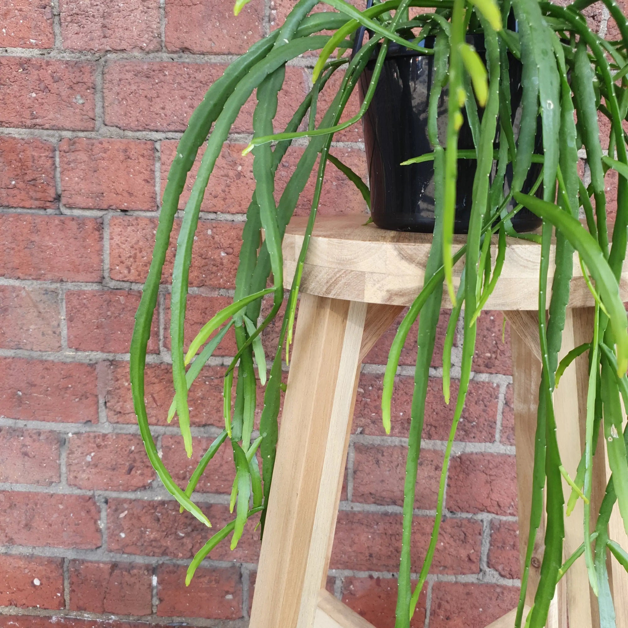 Rhipsalis -  Lepismium Bolivianum 15cm HB Folia House