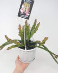 Rhipsalis - Lepismium Cruciforme (collection No.7) Folia House