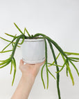 Rhipsalis - Pentaptera (collection No.22) Folia House