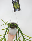 Rhipsalis - Pentaptera (collection No.22) Folia House