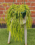 Rhipsalis - Cassutha 20cm Hanging Basket Folia House