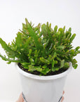 Rhipsalis - Disocactus Bits & Piece (Collection No.29) Folia House