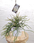 Rhipsalis - Horrida (collection No 15) Folia House