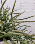Rhipsalis - Horrida (collection No 15) Folia House