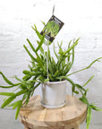 Rhipsalis - Micrantha (Collection No.18) Folia House