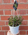 Rhipsalis - Ormindoi (collection No. 43) Folia House