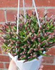 Rhipsalis - Ormindoi (collection No. 43) Folia House