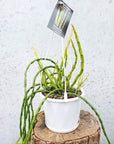 Rhipsalis - Pacheo-leeri v catenula (collection No.25) Folia House