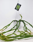 Rhipsalis - Paradoxa (collection No.21) Folia House