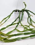 Rhipsalis - Paradoxa (collection No.21) Folia House