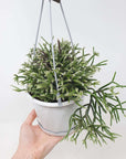 Rhipsalis - Pilocarpa (collection No.24) - 13cmHB Folia House