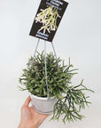Rhipsalis - Pilocarpa (collection No.24) - 13cmHB Folia House