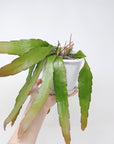 Rhipsalis - Ramulosa (collection No.36) Folia House