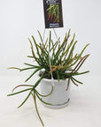 Rhipsalis - Red Coral (collection No.40) Folia House