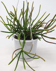 Rhipsalis - Red Coral (collection No.40) Folia House