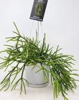 Rhipsalis - baccifera ssp. mauritiana (collection No.42) Folia House