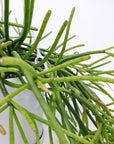 Rhipsalis - baccifera ssp. mauritiana (collection No.42) Folia House